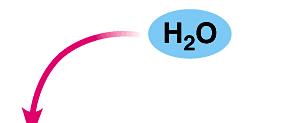 hydrolysis reactions.