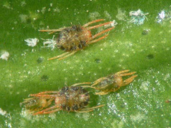 Pest: Yuma spider mite, Eotetranychus yumensis Major hosts: Citrus Identification: Compared to other spider mites in citrus, this mite is very round, amber to orange, and has a shiny, glossy