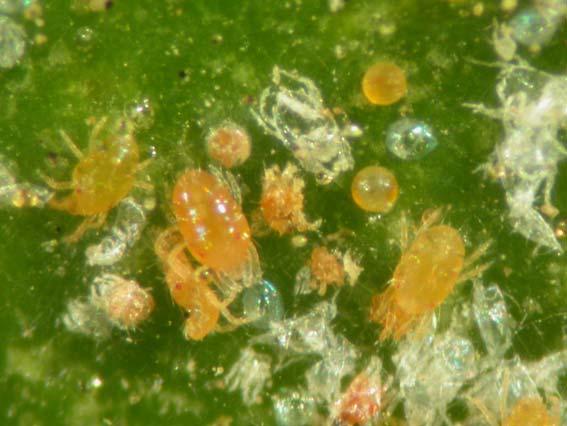 Distribution: Some citrus in the Maricopa flats, McFarland and Breckenridge areas Damage: This mite can cause heavy stippling of leaves and has a great affinity for feeding on the citrus fruit.