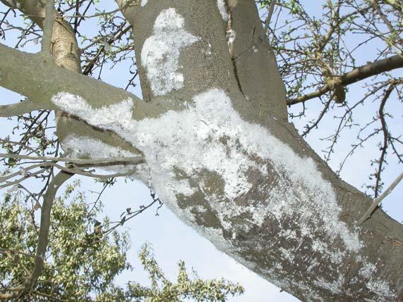 During the winter striped mealybug aggregate on the trunks of trees to give the bark a white bearded appearance Distribution: Southern Tulare Co.
