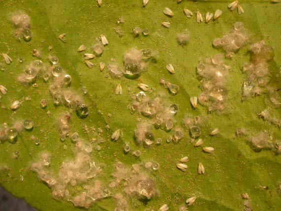 Pest: Woolly whitefly, Aleurothrixus floccosus Major hosts: Citrus Identification: Only on the undersides of leaves.
