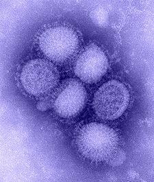 Pandemic Influenza Highly pathogenic avian influenza A viruses could be a