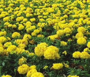 Marigolds Petals Marigold petals contain very potent antioxidants, carotenoid compounds of lutein and zeaxanthin. Studies have shown enhanced immune response.