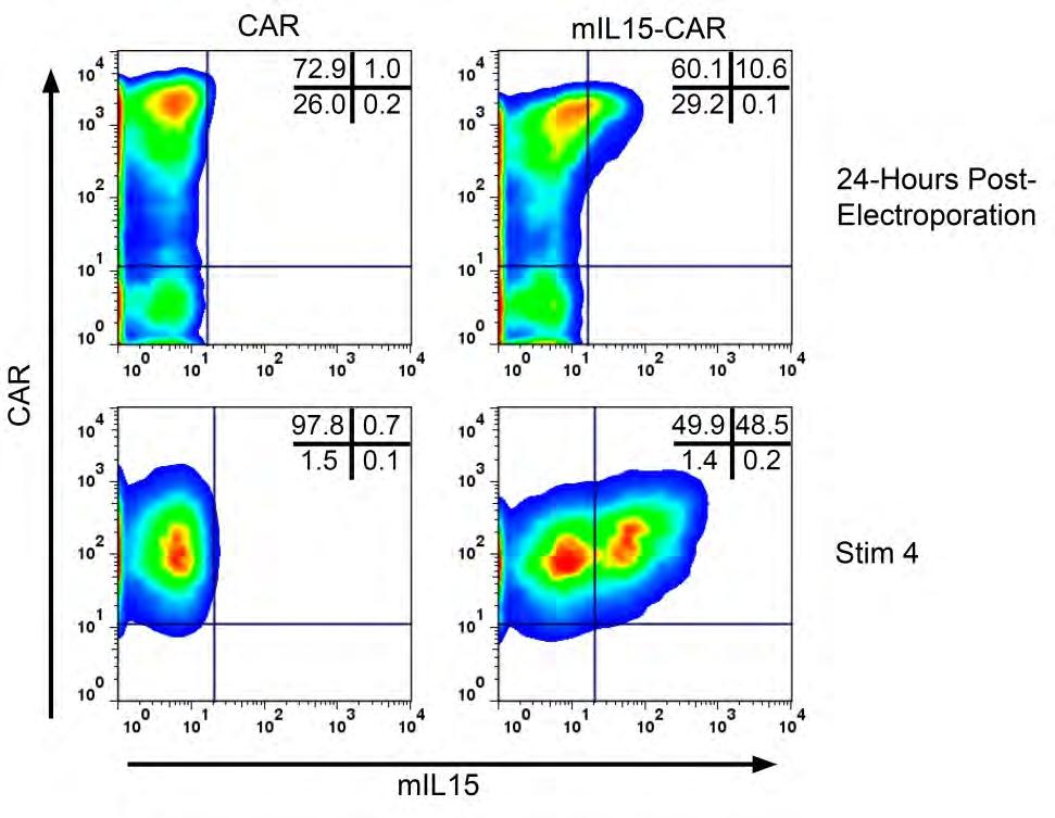 Stable co expression of mil15 &