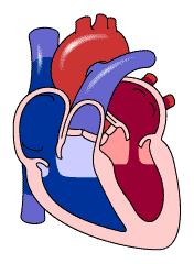 The four heart valves make sure that blood always