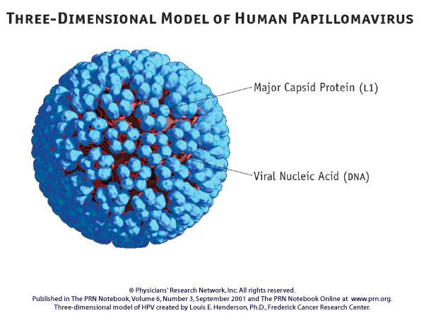 HUMAN PAPPILOMAVIRUS(HPV) ONE OF THE MOST COMMON SEXUALLY TRANSMITTED AGENT HIGHLY