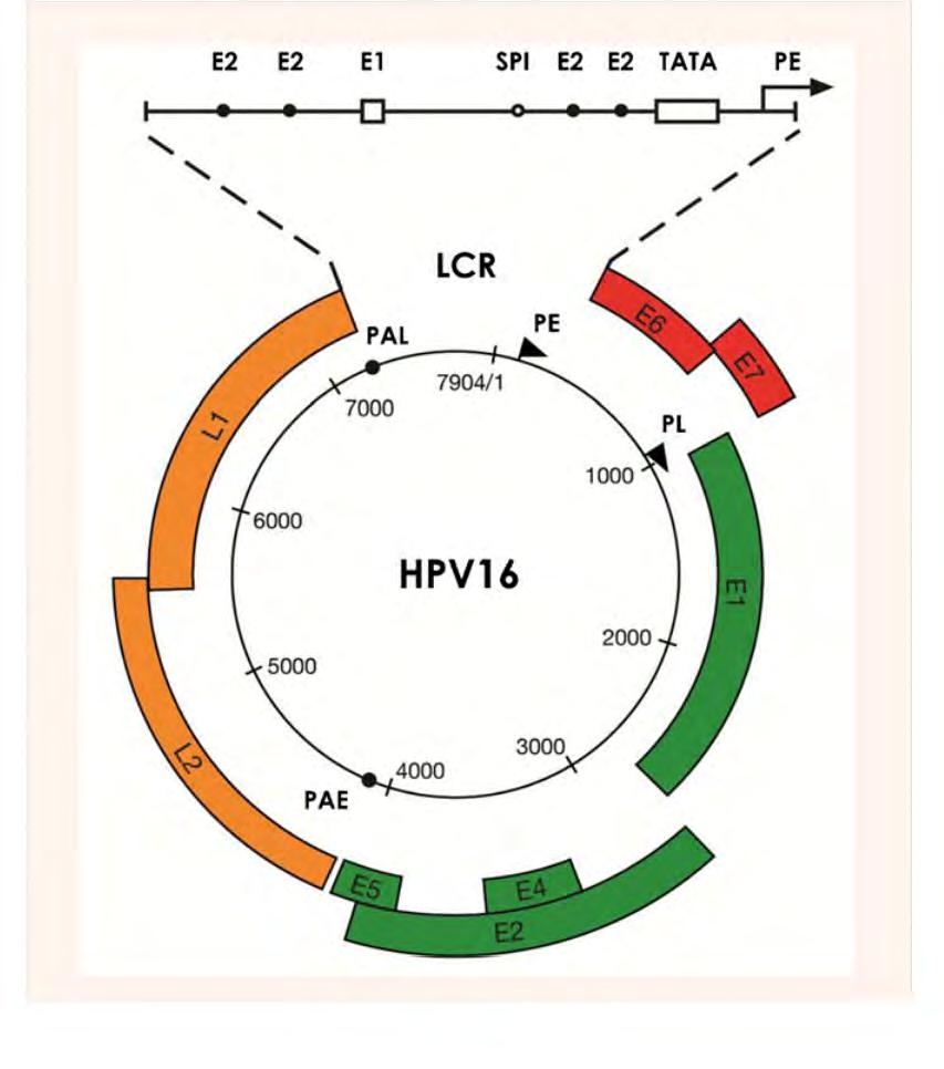 ORF FUNCTION L1 Major capsid protein L2 Minor capsid protein E1 Control of Viral DNA replication E2 Transcription regu