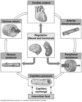 Goal is to maintain adequate perfusion of tissues, organs! Capillary exchange:!