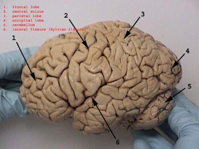 Also called psychobiologists Psychologists who map the brain s fissures (grooves on the brain which