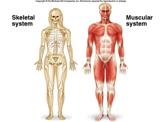 Skeletal muscle system Bones connected
