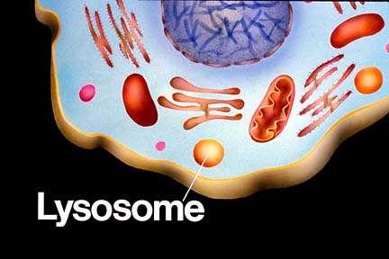 Lysosomes (lots of