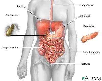Digestive system http://www.nlm.nih.