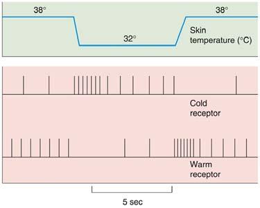 Other Motivated s Temperature Regulation Cells fine-tuned for constant temperature 37 C (98.
