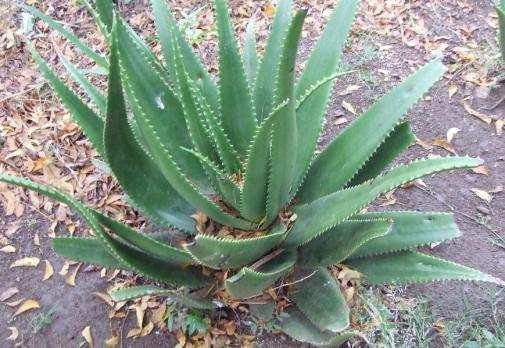 Aloe vera: Aloe Page 4 Aloe gel, from several varieties of aloe, is a remarkable substance for healing wounds and burns, both externally and internally. It also strengthens the immune system.