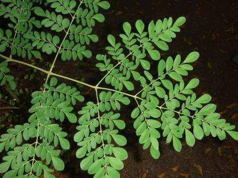 Page 5 Moringa oleifera Moringa is a miracle tree. The leaves are very nutritious. They contain vitamins, minerals and proteins. A wonderful plant for malnutrition!
