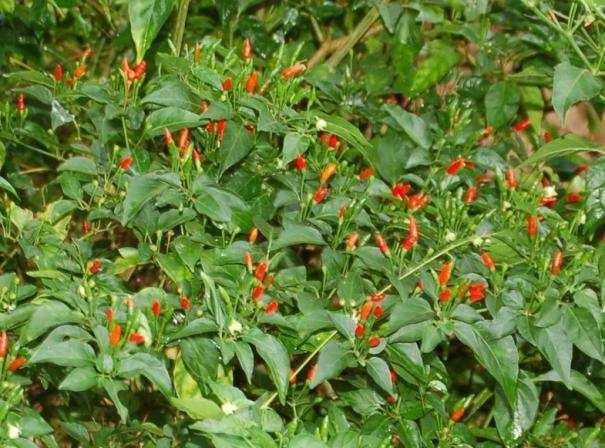 Page 6 Capsicum frutescens Chilli Chillies are excellent for the treatment of rheumatism, sprains, muscle pains, arthritis, lumbago, sciatica and general body pains.