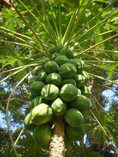 Page 7 Carica papaya (pawpaw or papaya) The pawpaw is a pharmacy in itself, because it can treat so many health problems.