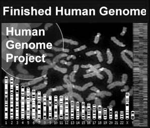 elegans (worm) 959 cells and 1x10 8 bp 20,000 genes 2001 First guess for human genes 100,000-150,000 2001 genome