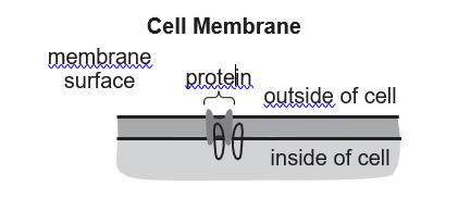 use the diagram below to answer question 3. 3.The indicated protein is part of a cell membrane. What is the most likely purpose of this protein? a. It allows passage of particles into and out of the cell.