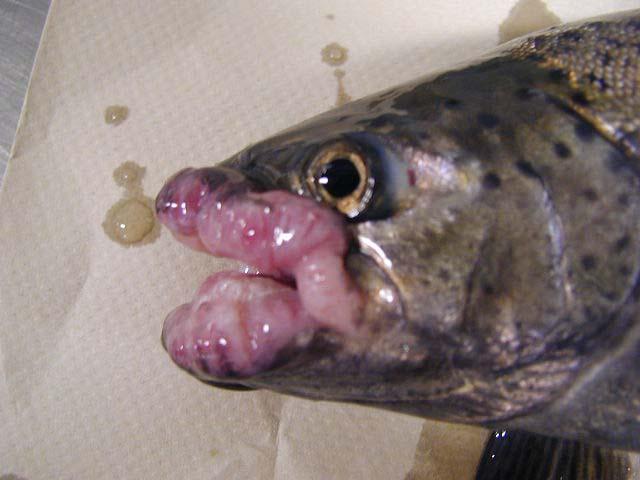 ODFW Fish Virology: Investigations into Oral Tumors of Title Grande Ronde Spring Chinook John