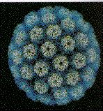 Oncogenic Viruses DNA Viruses Papillomavirus Polyomavirus Adenovirus