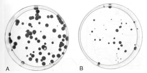 Biological Effectiveness: Colony Formation Assay The Standard Cell Killing Method Colony formation method and example of CHO cell colonies.