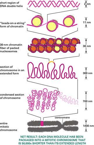 Scales and Structures of DNA and Chromatin DNA in cells is always in the form of chromatin which is a highly-ordered DNA-protein complex that