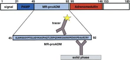 MRproADM (mid regional pro adrenomedullin) MRproADM (mid regional pro adrenomedullin)» secreted in equimolar amounts to ADM» more