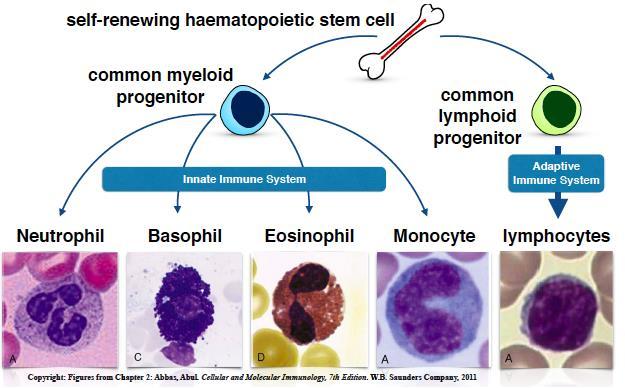 W9L21 Adaptive Immunity Learning bjectives: - Sme f the cells and mlecules that make up the adaptive immune system - Hw adaptive immune respnses are generated and maintained - Sme f the hallmark