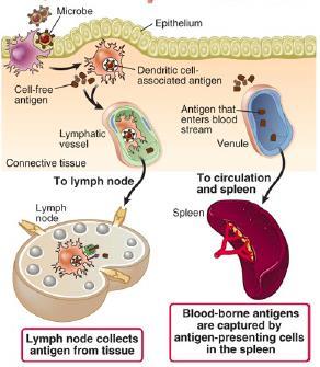 humral immunity, B-lymphcytes secrete antibdies that eliminate extracellular micrbes.