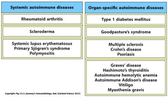 Autimmune disease may by rgan specific r systemic Autimmune diseases invlve all aspects f the adaptive immune respnse Systemic lupus erythematsus Type 1 diabetes Multiple
