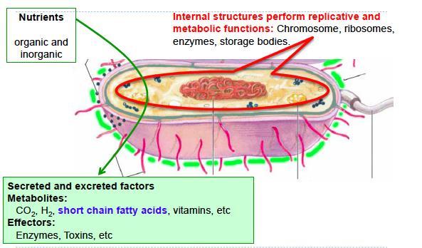 The fundamental rle f secreted IgA t limit cntact between micrbes and epithelial cells Natural IgA/ Primitive IgA: - Desn t impair bacterial grwth in the lumen f the intestine Classical IgA -