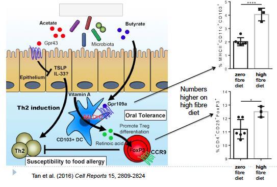 Thrughut life, micrbe-derived signals can influence the balance f effectr and regulatry cells: With the recipient naïve T cell (APC): - Fd allergy: Greater