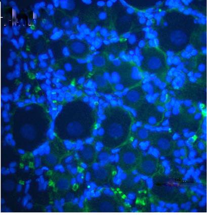 NKCC1 and nuclei double staining showed the membrane-associated expression in DRG neurons.