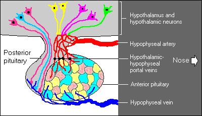 Hypothalamus-functions Hypothalamus- integrative center for endocrine and autonomic nervous system *Hypothalamus and pituitary - integrate communication