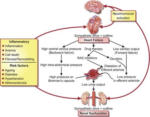 Potential pathogenetic pathways linking heart failure