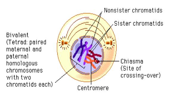 Meiosis 1 Prophase 1 is similar in some ways to prophase in mitosis.