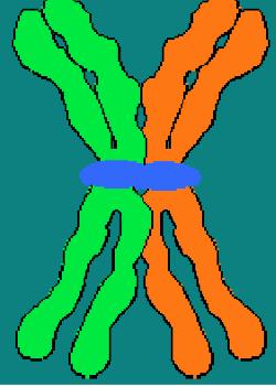 UNLIKE in mitosis, homologous chromosomes line up next to each other during