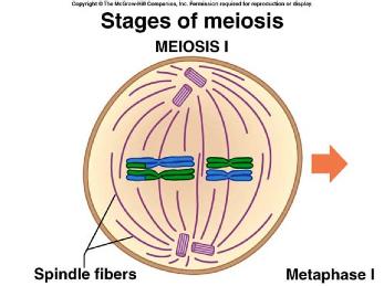 During metaphase 1, tetrads