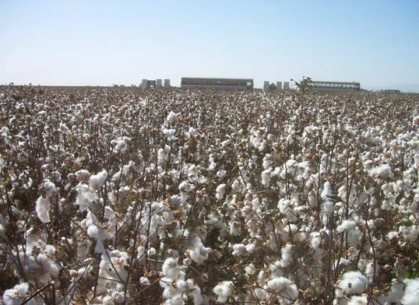 COTTON HARVEST AID Cotton Alliance Research Progress Report 2010 University of
