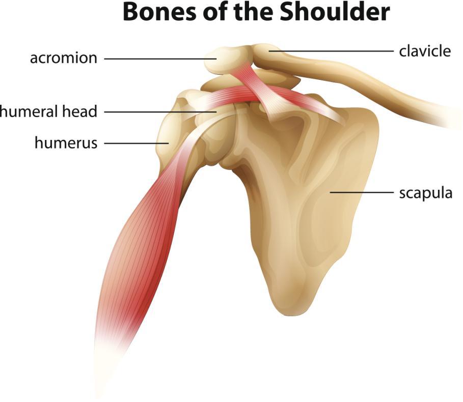Shoulder Definition and Structure The shoulder joint is