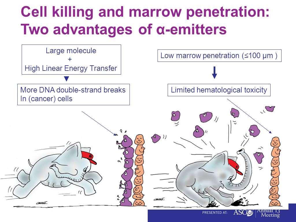 Cell killing and marrow penetration: Two advantages of