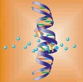 Alpha-Particles Cause Lethal Double-Strand DNA Breaks β-emitters α-emitters High-LET α -particles produce double-strand DNA breaks 1,2 Double-strand breaks are difficult to repair 1,2 Failure to