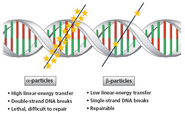 Radiation Effects of Alpha-Particles Versus Beta-Particles on DNA The high linear-energy transfer (LET) radiation produced by alpha-particles induces double-strand DNA