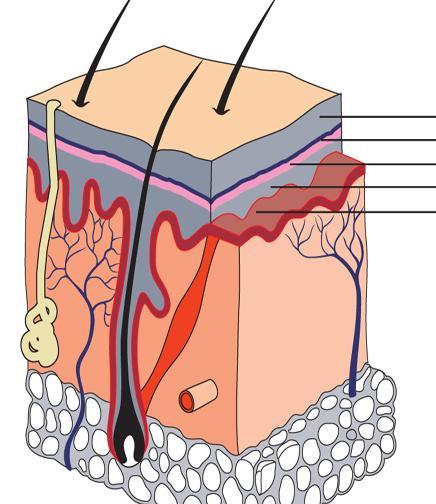 Topic 1 Structure Epidermis 1. The epidermis is the layer of skin that we can S It varies in T depending on the part of the B. It is T on the soles of the feet and T on the eyelids.