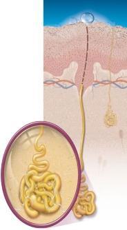 C pumps the skin and E keeps it supple and elastic. Both D -with A The Dermis contains main types of structure: 1.