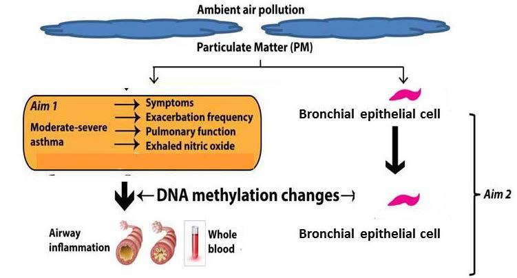 2 Study Aims Aim 1: Determine how longitudinal exposure to particulate matter contributes to both DNA methylation changes of specific genes and to worsening symptoms, decline in physiology, and