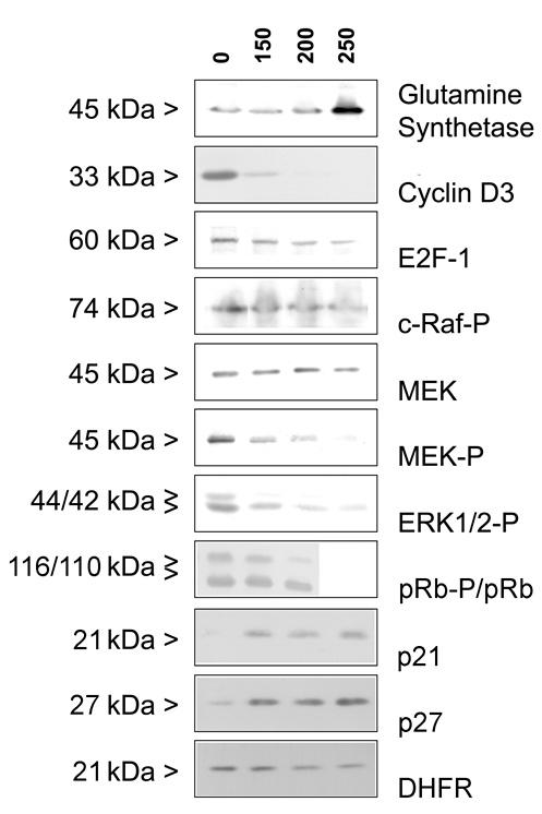 (MAPKK), MAPK (ERK1/2) and their corresponding phosphorylated forms.