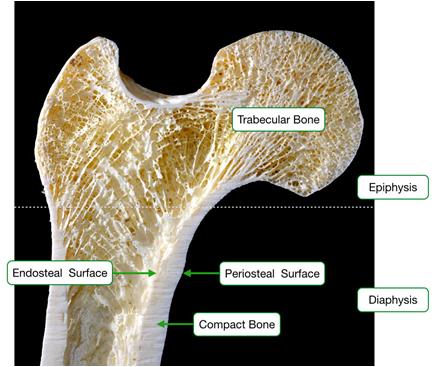 Bone Anatomy of bone Functions of skeleton Modeling vs.