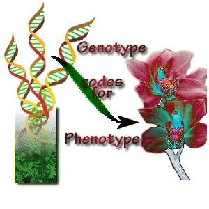 Genotype & Phenotype The phenotype of the